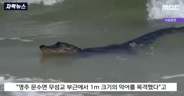 하천에서 악어가 발견된 대한민국 생태계 근황